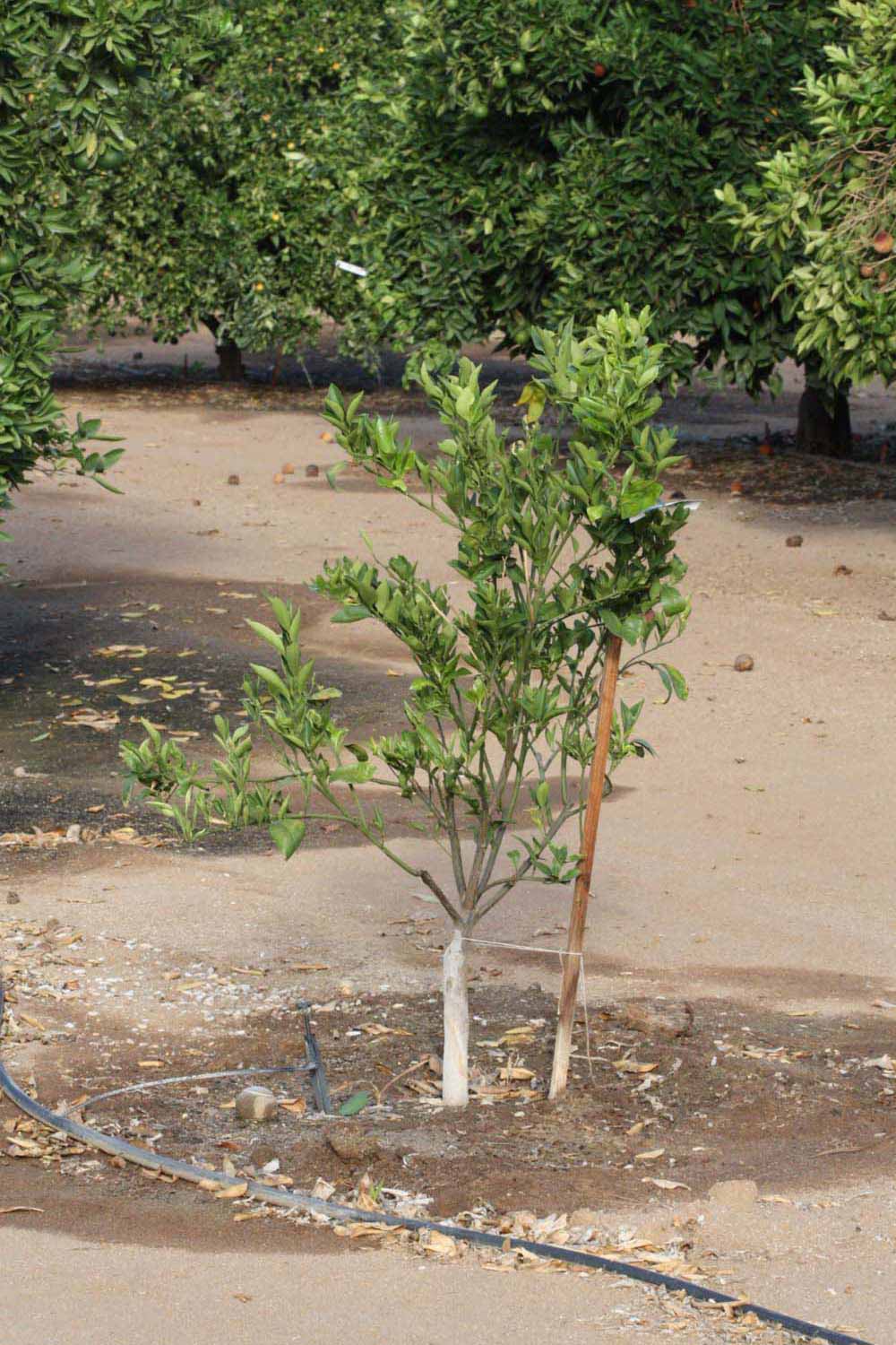            Habit (Riverside, CA)   